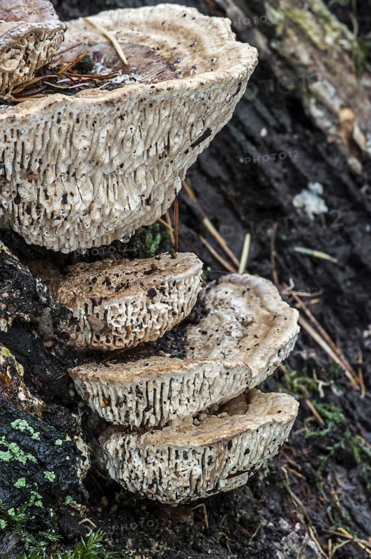 Oak mazegill, maze-gill fungus (Daedalea quercina) growing on rotten tree trunk