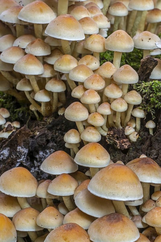 Sulphur tuft (Hypholoma fasciculare), sulfur tuft (Psilocybe fascicularis) fungus growing on rotting broadleaved tree trunk in autumn forest