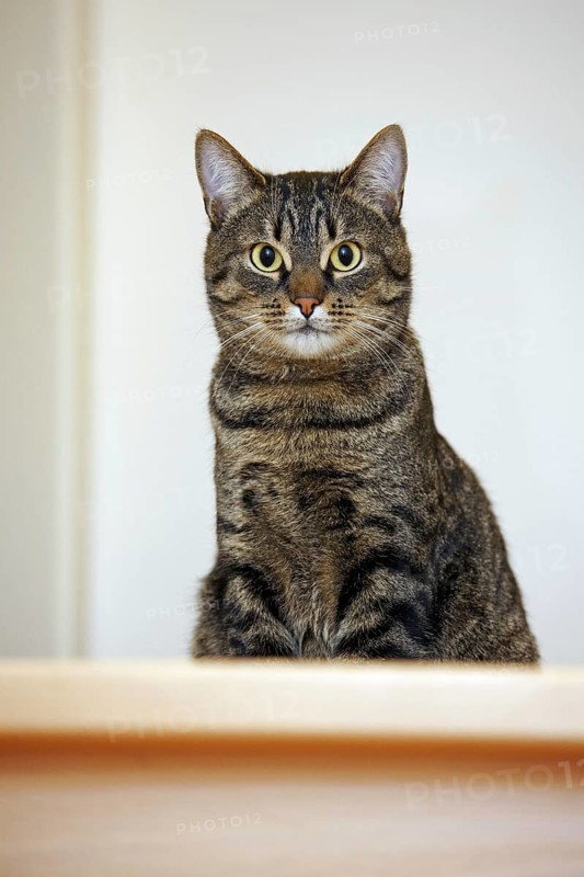 Domestic cat with Mackerel tabby pattern lying on top of stairs in house