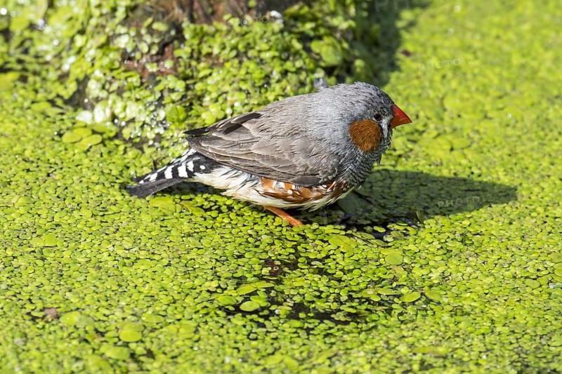 Zebra finch (Taeniopygia guttata) (Poephila guttata) male native to Australia coming for a drink and cooling off in water of pond on a hot day