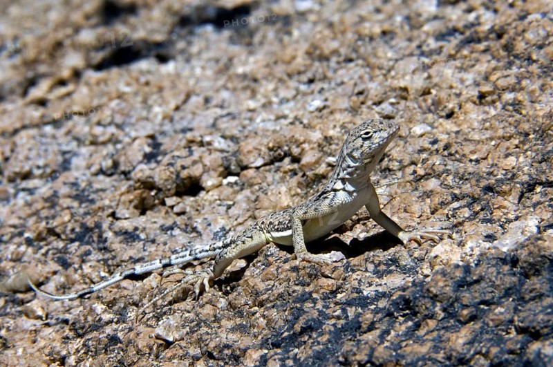 Zebra-tailed lizard (Callisaurus draconoides) basking on rock endemic to the southwestern United States and northwestern Mexico