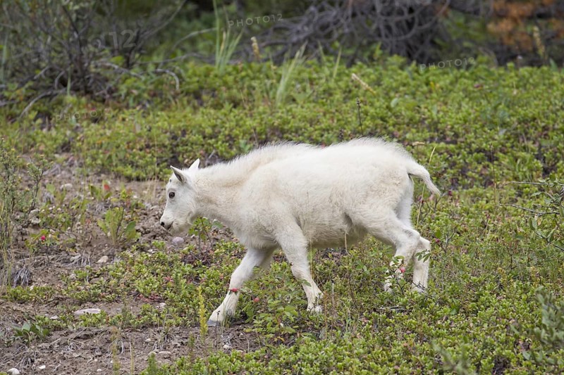 Rocky Mountain goat (Oreamnos americanus) young foraging in mountainside below tree line, Jasper National Park, Alberta, Canada, North America