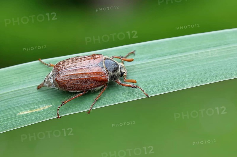 Wood cockchafer (Melolontha hippocastani), male, walking on a leaf of a broad-leaved bulrush (Typha latifolia), Wilnsdorf, North Rhine-Westphalia, Germany, Europe