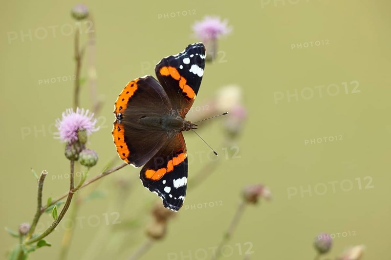Admiral butterfly (Vanessa atalanta), butterfly sucking nectar from a thistle (Cirsium arvense) flower, insect, butterfly, wildlife, HANSAG, Lake Neusiedl, Burgenland, Austria, Europe