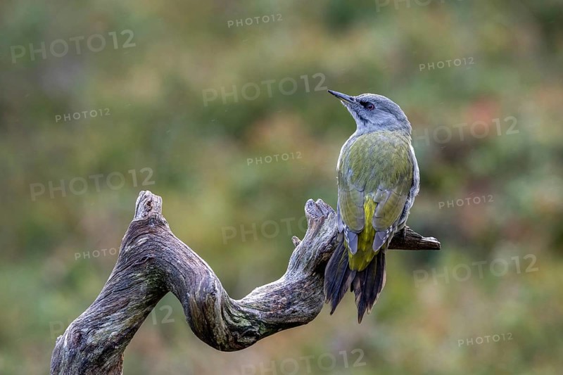 Grey-headed woodpecker (Picus canus), sitting on a branch, Oulanka National Park, Kuusamo, Lapland, Finland, Europe