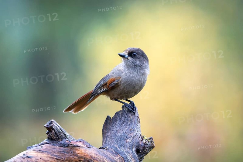 Bad-luck jay (Perisoreus infaustus), sitting on a branch, Oulanka National Park, Kuusamo, Lapland, Finland, Europe