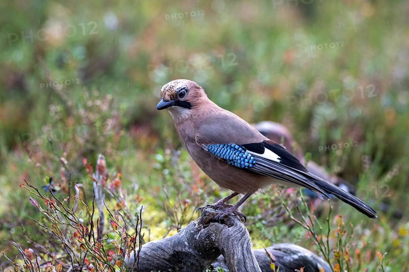 Eurasian jay (Garrulus glandarius), sitting on a branch, Oulanka National Park, Kuusamo, Lapland, Finland, Europe