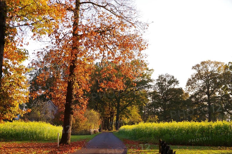 Landscape, Road, Autumn, Colours, Trees, Loneliness, North Rhine-Westphalia, Germany, A beautiful autumn day. Along a country road, the colours of the mustard field and the autumn leaves of the trees glow in the sunlight, Europe
