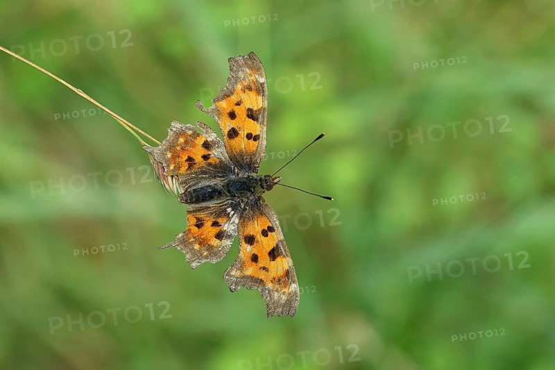 C-moth (Polygonia c-album), with open wings on a blade of grass in a meadow, Wilnsdorf, North Rhine-Westphalia, Germany, Europe