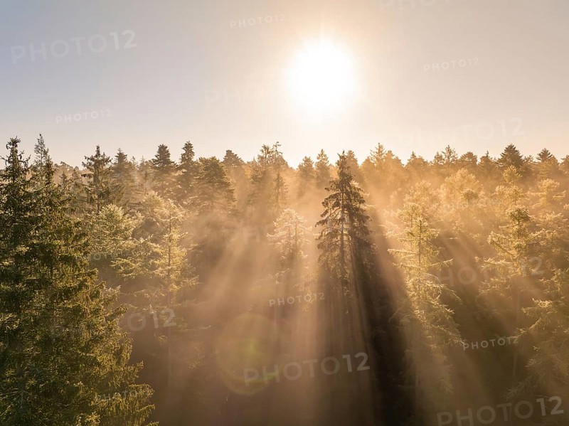 Golden morning light shines through dense treetops in the forest, Calw, Black Forest, Germany, Europe