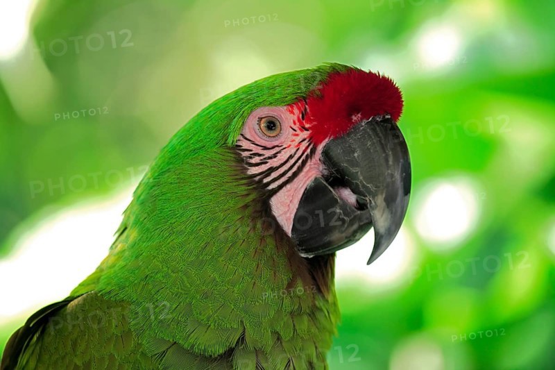 Sodate macaw (Ara militaris), portrait, tree, South America