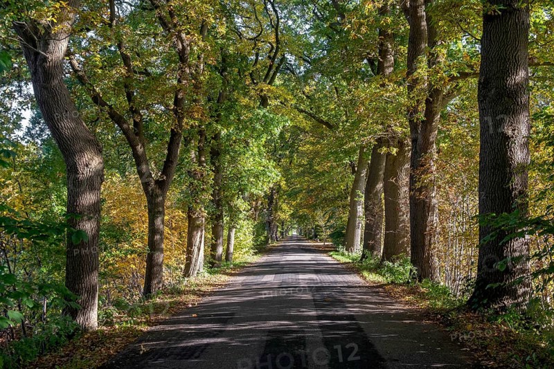 Oak avenue in autumn near Dangast, district of Friesland, Lower Saxony, Germany, Europe