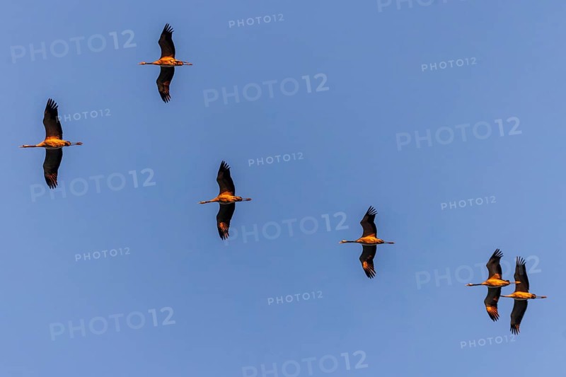 Cranes flying in two rows one behind the other, Crane (Grus grus) wildlife, Western Pomerania Lagoon National Park, Zingst, Mecklenburg-Western Pomerania, Germany, Europe