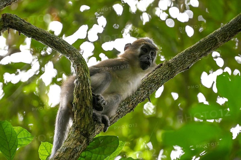 Olive mangabey (Cercocebus agilis) near the Baï-Hokou, Dzanga-Ndoki National Park, Unesco World Heritage Site, Dzanga-Sangha Complex of Protected Areas (DSPAC), Sangha-Mbaéré Prefecture, Central African Republic, Africa