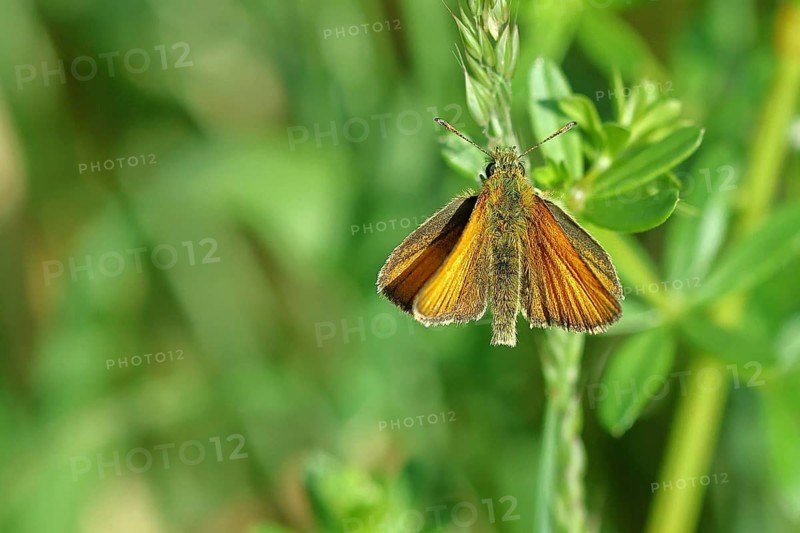 Large skipper (Ochlodes sylvanus, Augiades sylvanus), with open wings on a blade of grass in a meadow, close-up, macro photograph, Wilnsdorf, North Rhine-Westphalia, Germany, Europe