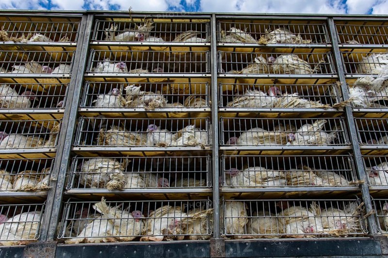 Live white turkeys in transportation truck cages, Transfer to the The slaughter process, with low angle and close view
