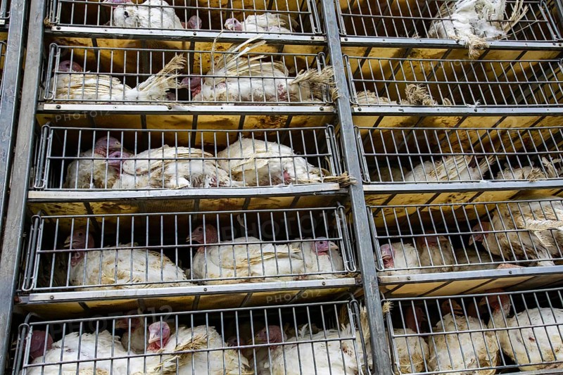 Live white turkeys in transportation truck cages, Transfer from the farm to the factory, Food production process, with low angle and close view