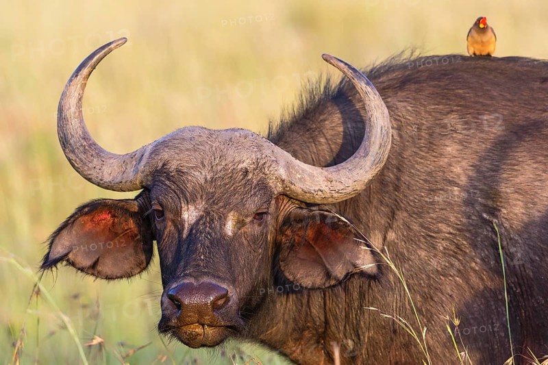 Watchful African buffalo with a yellow-billed oxpecker on the back