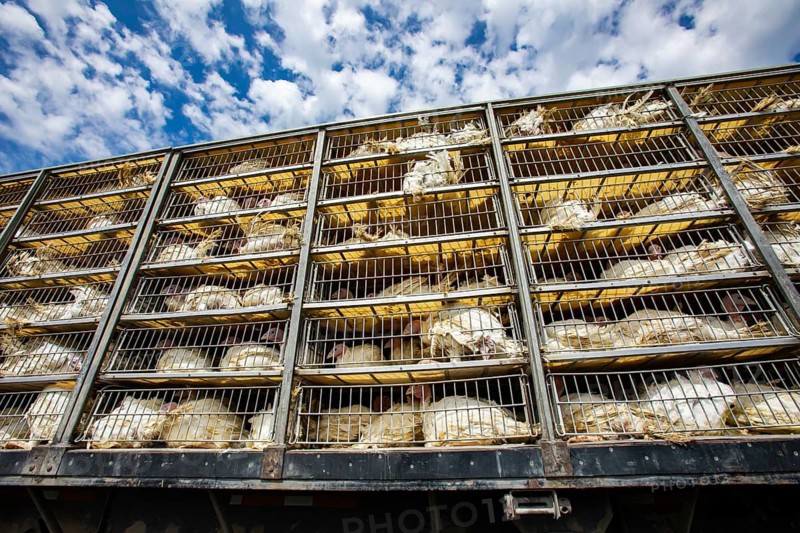 Low angle of live white turkeys in transportation truck cages, The process of transporting poultry from the farm to the slaughterhouse
