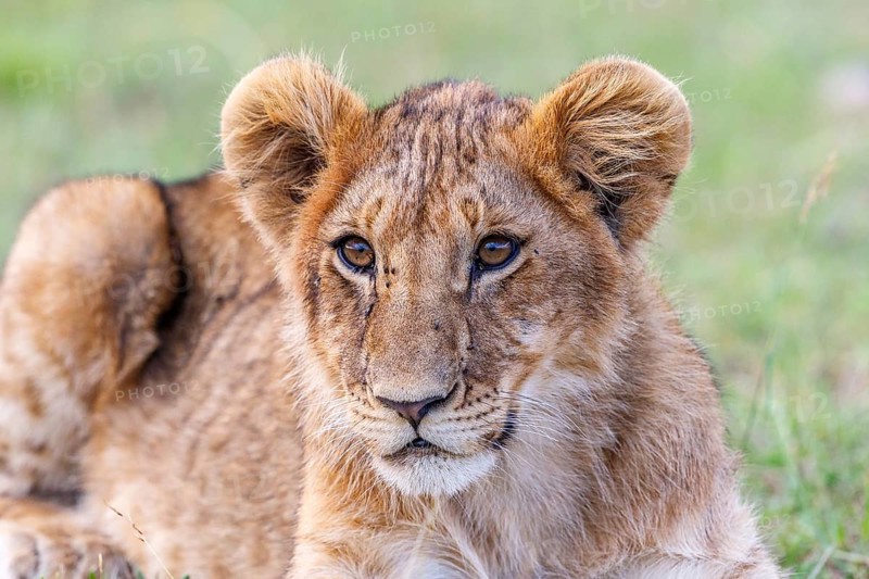 Curious lion cub lying and resting in the savannah