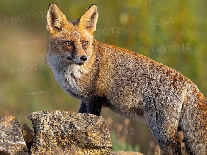 Arabian red fox, (Vulpes vulpes arabica), young animal, foraging, biotope, Hides De Calera / Valley Hide, Calera Y Chozas, Castilla La Mancha / Toledo, Spain, Europe