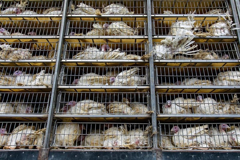 Live white turkeys in transportation truck cages, Transfer from the farm to the slaughterhouse, with low angle and close view