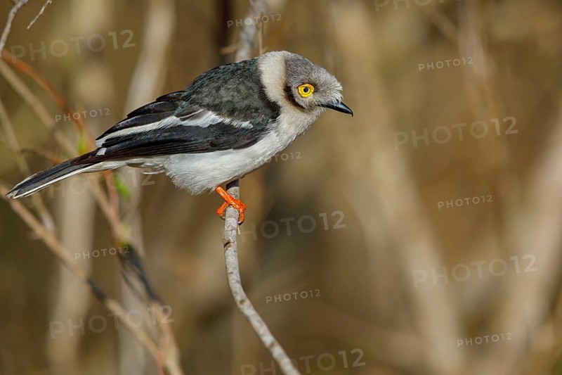 White-fronted shrike, (Prionops plumata), wanga shrike, passerine birds, Africa, Mkuze Game Reserve, Mkuze, KwaZulu-Natal, South Africa, Africa
