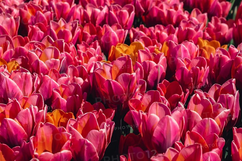 Pink Tulip flowers blooming in the garden field landscape. Beautiful spring garden with many red tulips outdoors. Blooming floral park in sunrise light. Stripped tulips growing in flourish meadow sunny day Keukenhof. Natural floral pattern blowing in wind in spring