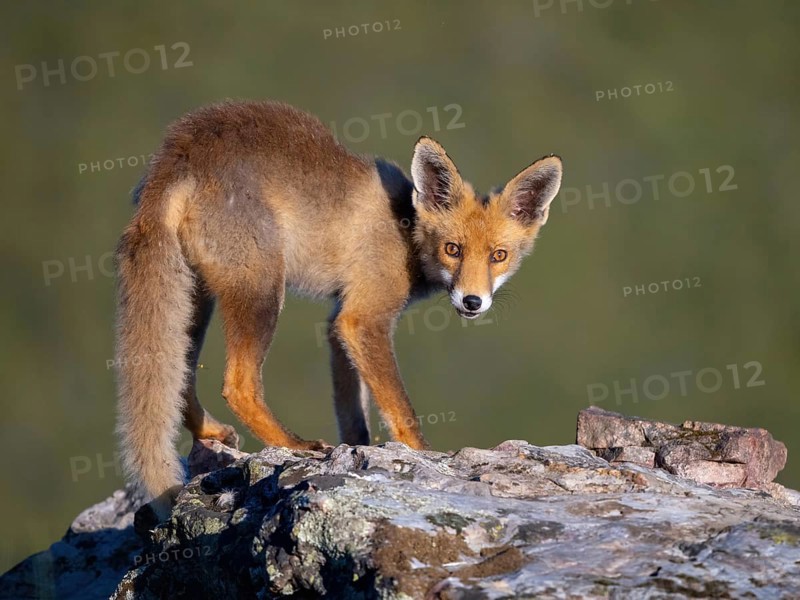 Arabian red fox, (Vulpes vulpes arabica), young animal, foraging, biotope, El Millaron / Golden Eagle Hide, Salorino, Extremadura / Caceres, Spain, Europe