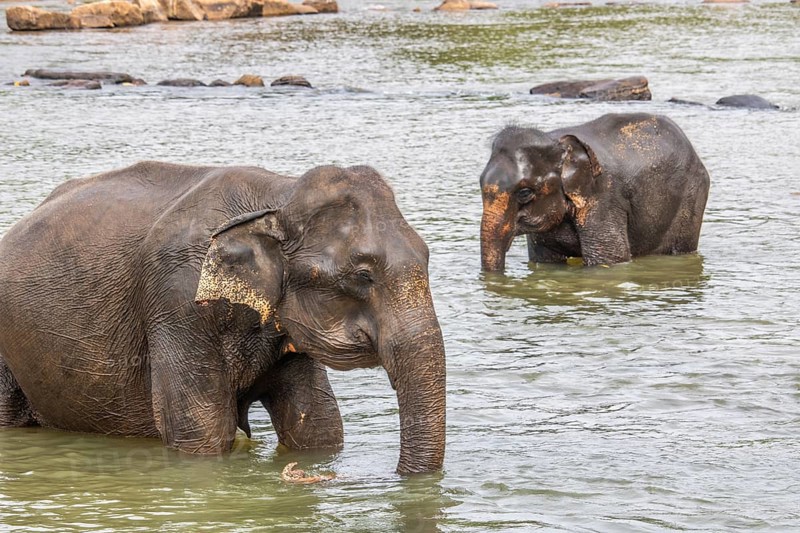 Dry subtropical landscape on an island. A family of elephants seeks to cool off in a river right next to a village. Small herd at the elephant orphanage, Pinnawela, Sri Lanka, Asia