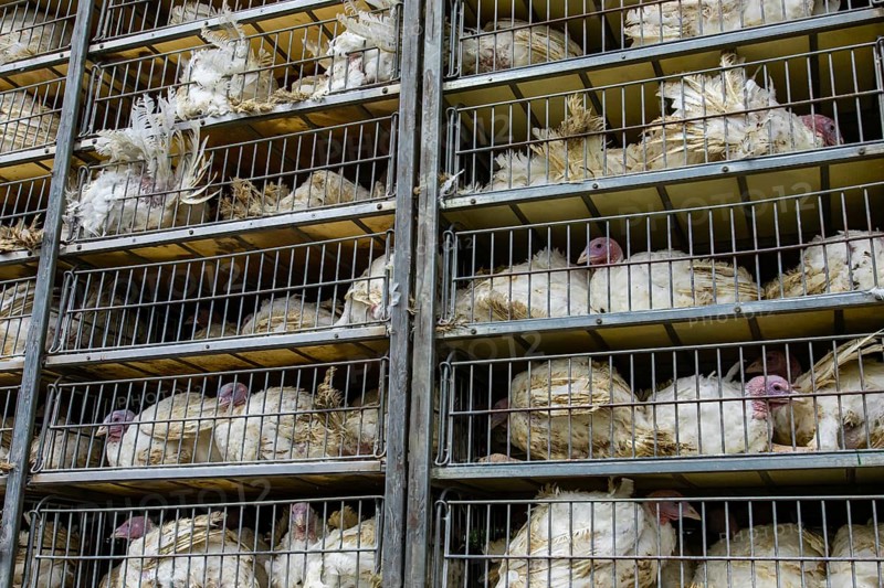 Live white turkeys in transportation truck cages, Transfer from the farm to the factory process, with low angle and close view
