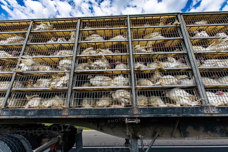 Low angle of live white turkeys in transportation truck cages, The Inhumane process of transporting poultry from the farm to the slaughterhouse