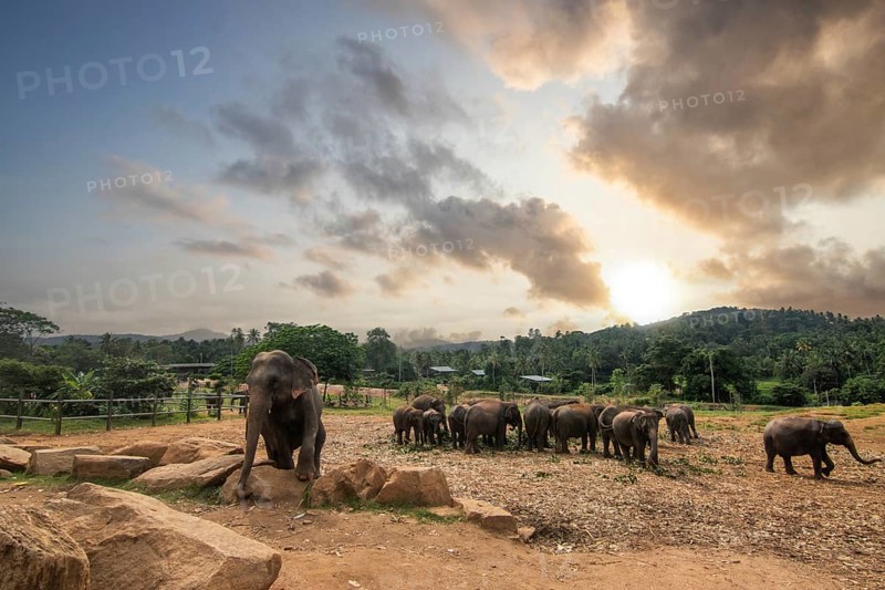 Dry subtropical landscape on an island. A family of elephants at the edge of the forest at sunset. Small herd at the elephant orphanage, Pinnawela, Sri Lanka, Asia