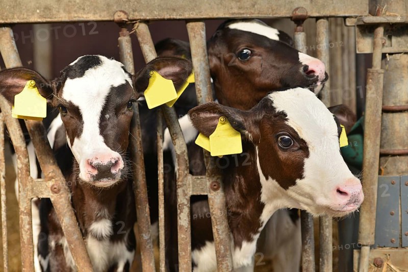 Three newborn little red-and-white calves Bos primigenius taurus in a farmer's stable in the Netherlands