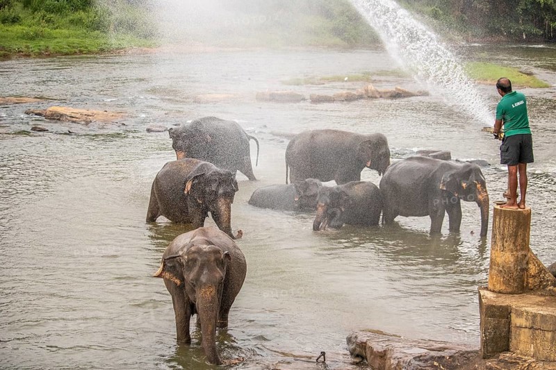Dry subtropical landscape on an island. A family of elephants seeks to cool off in a river right next to a village. Small herd at the elephant orphanage, Pinnawela, Sri Lanka, Asia