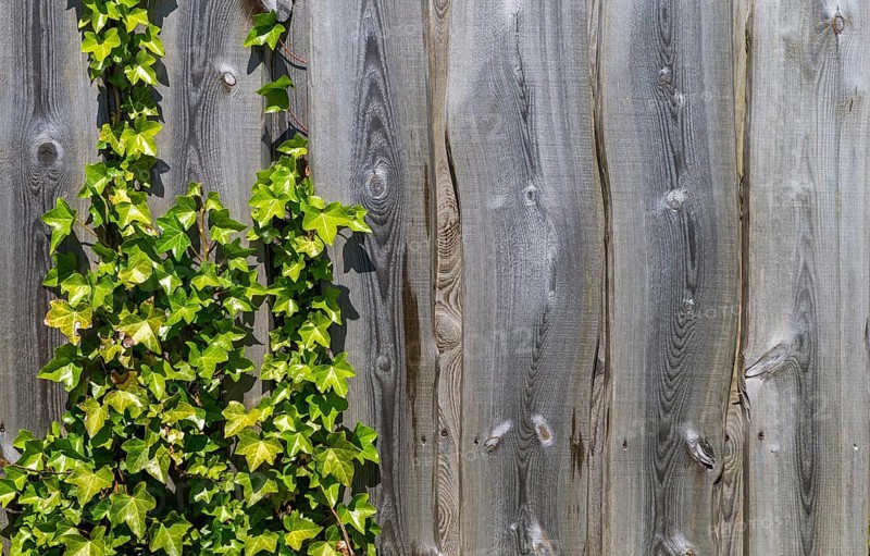 The photo shows a wooden fence overgrown with ivy in the sun