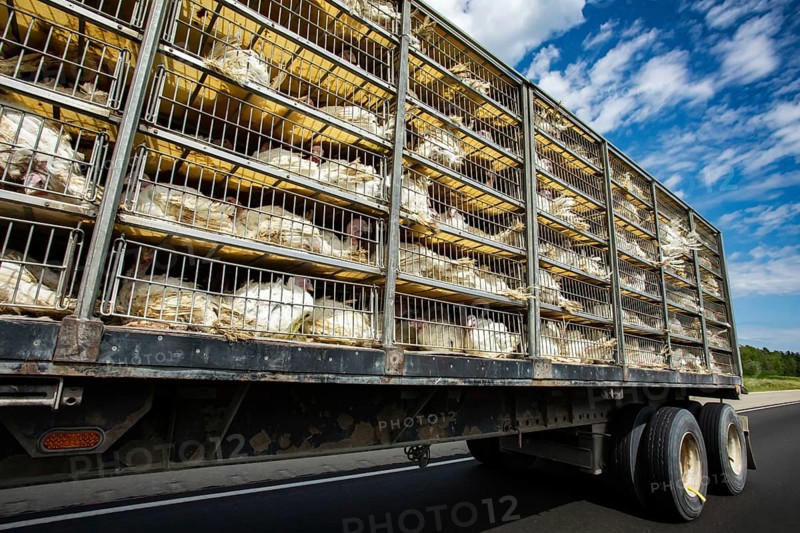 Low angle and side view of a transportation turkey truck on the roads, lot of white turkeys in cages, The process of transporting poultry from the farm to the slaughterhouse concept