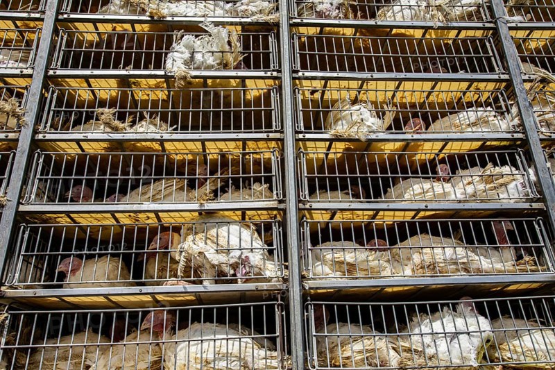 Low angle of live white turkeys in transportation truck cages in bad conditions, process of transporting poultry from the farm to the slaughterhouse concept
