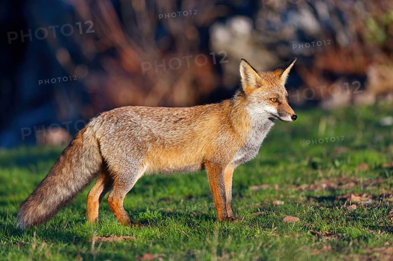 Arabian red fox, (Vulpes vulpes arabica), young animal, foraging, biotope, El Millaron / Imperial Eagle Hid, Salorino, Extremadura / Caceres, Spain, Europe