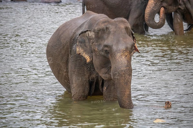 Dry subtropical landscape on an island. A family of elephants seeks to cool off in a river right next to a village. Small herd at the elephant orphanage, Pinnawela, Sri Lanka, Asia