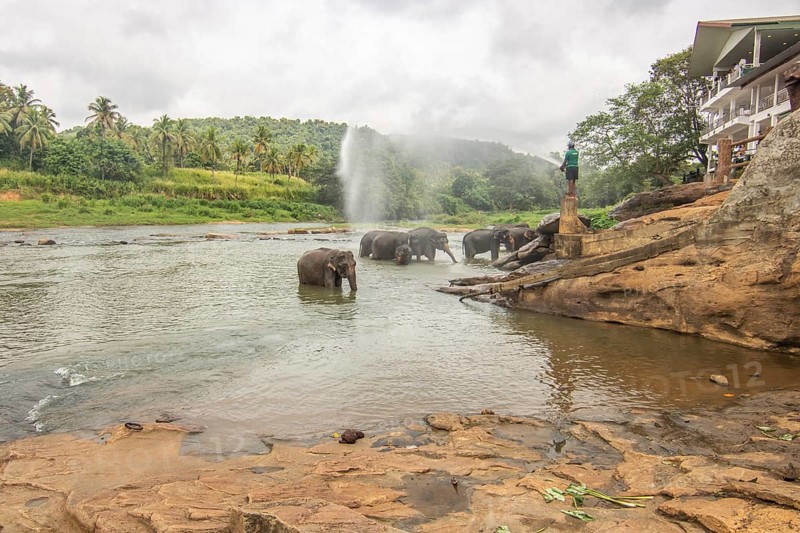 Dry subtropical landscape on an island. A family of elephants seeks to cool off in a river right next to a village. Small herd at the elephant orphanage, Pinnawela, Sri Lanka, Asia