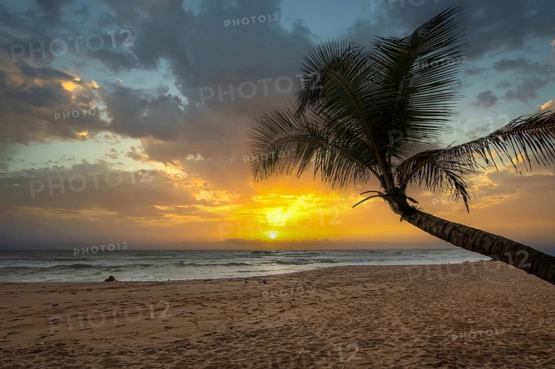 Landscape by the sea and sandy beach. A palm tree juts into the picture and adds a special touch to the sunset on the beach. View over the sea to the horizon near Bentota, Sri Lanka, Asia