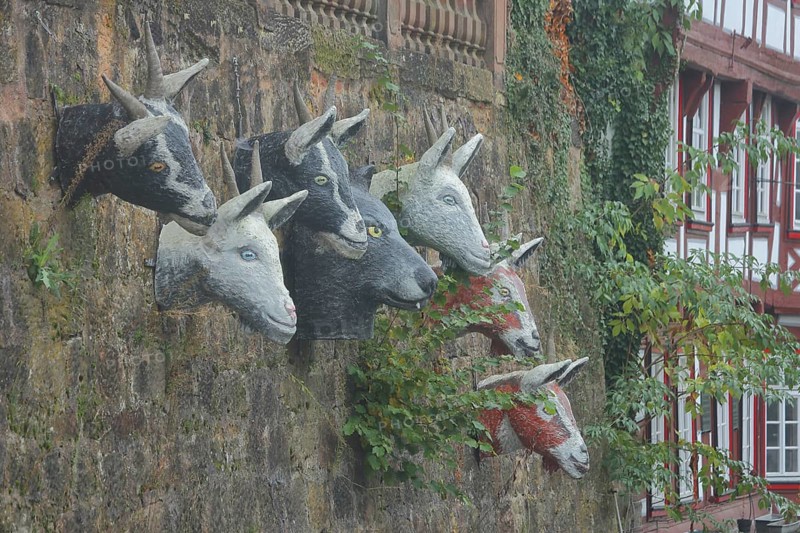 Sculptures by Pasquale Ippolito on the Brothers Grimm fairy tale The Wolf and the Seven Little Goats, goat heads, goat head, wolf figure, wolf head, series, series, stone wall, six, Grimm-Dich-Pfad, Marburg, Hesse, Germany, Europe
