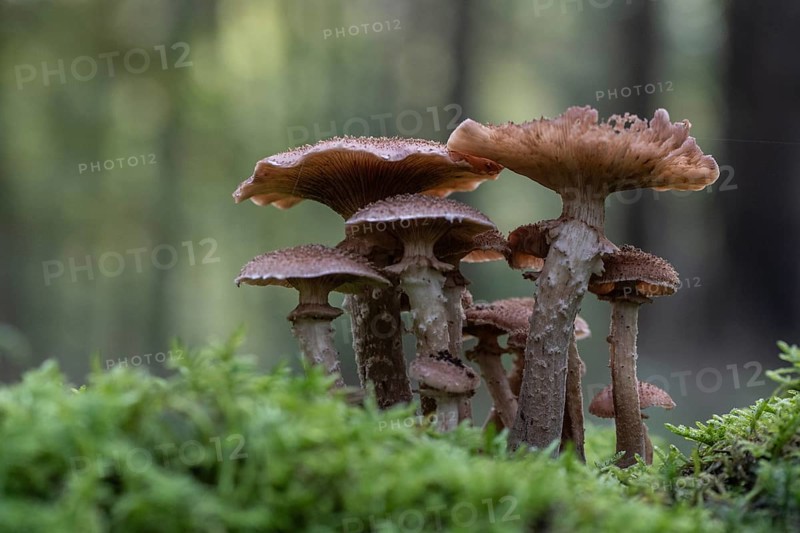 Armillaria polymyces (Armillaria ostoyae), Emsland, Lower Saxony, Germany, Europe