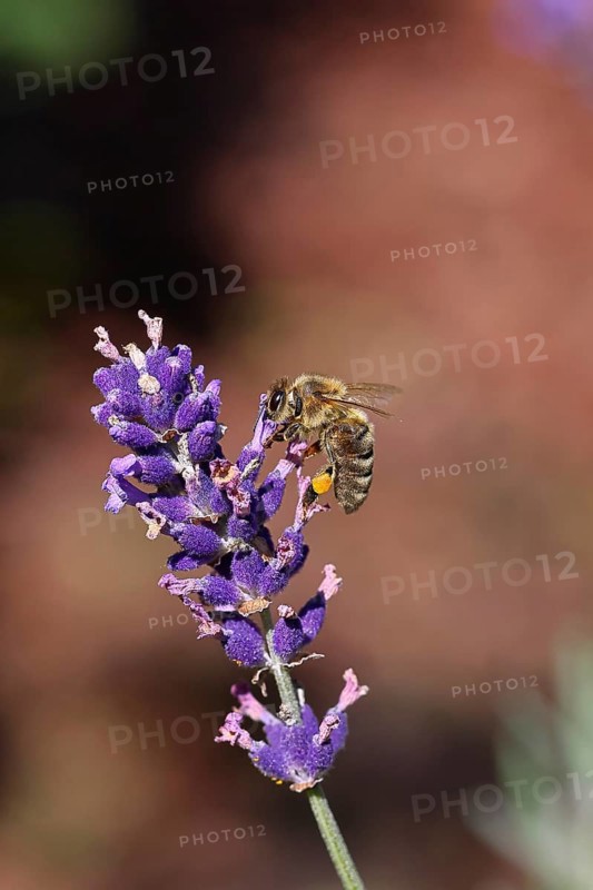 European honey bee (Apis mellifera), collecting nectar from a flower of lavender (Lavandula angustifolia), close-up, macro photograph, Wilnsdorf, North Rhine-Westphalia, Germany, Europe