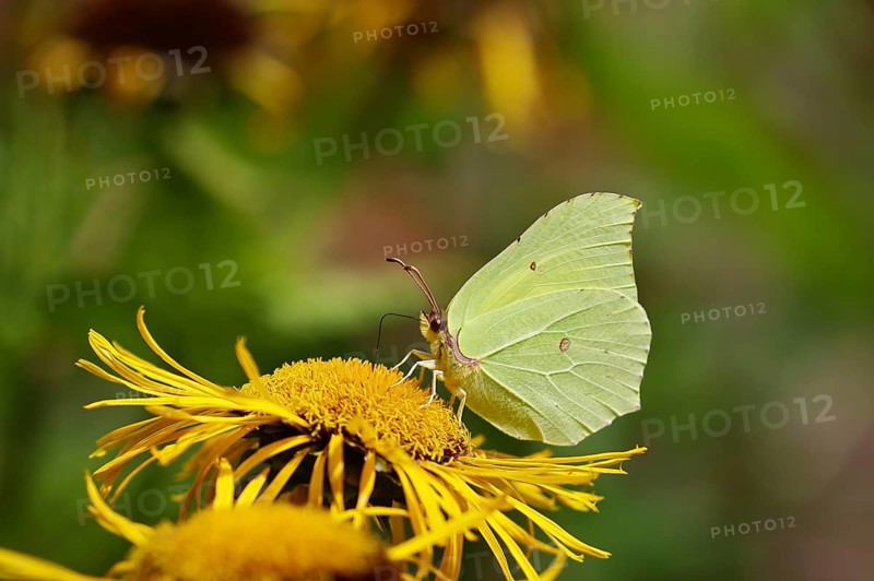 Lemon butterfly (Gonepteryx rhamny) on a yellow flower of a Great Telekie (Telekia speciosa), Wilnsdorf, North Rhine-Westphalia, Germany, Europe