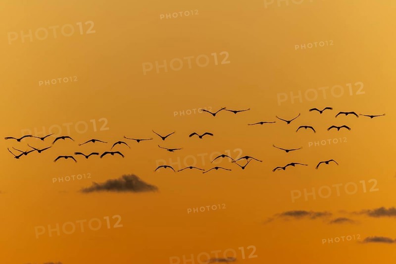 Birds hovering over an orange-coloured sky in harmonious formation, Crane (Grus grus) wildlife, Western Pomerania Lagoon National Park, Zingst, Mecklenburg-Western Pomerania, Germany, Europe
