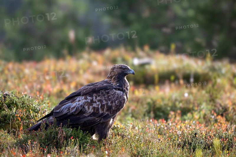 Golden eagle (Aquila chrysaetos), sitting in an autumn meadow, Oulanka National Park, Kuusamo, Lapland, Finland, Europe