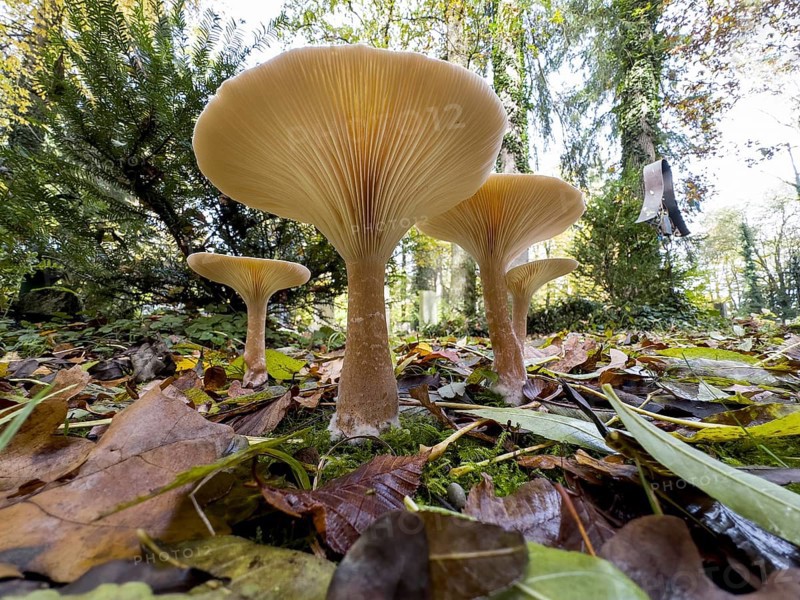 Common Funnel (Infundibulicybe gibba), photographed from the frog's perspective