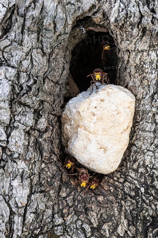 Hornets (Vespa crabro) at their den in the olive tree, Sicily, Italy, Europe